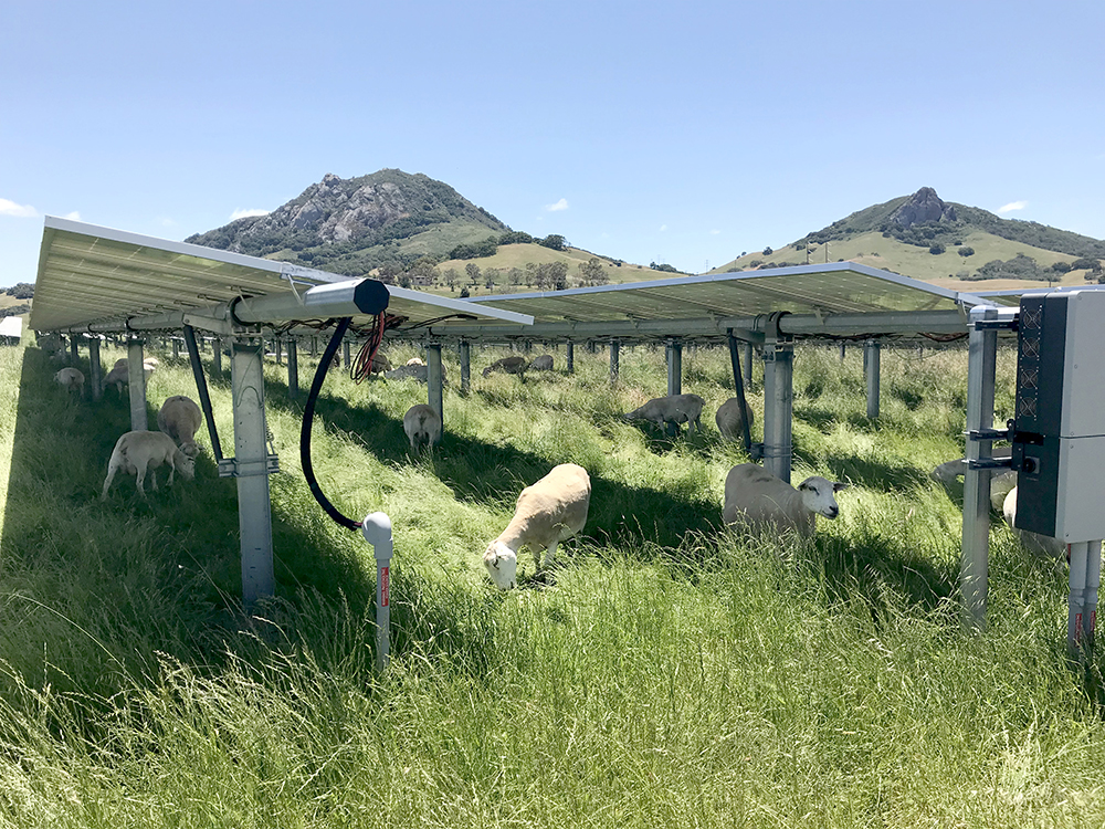 A dual-use solar project is grazed by sheep.